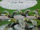 L'envol des colverts