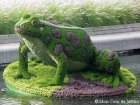 La grenouille