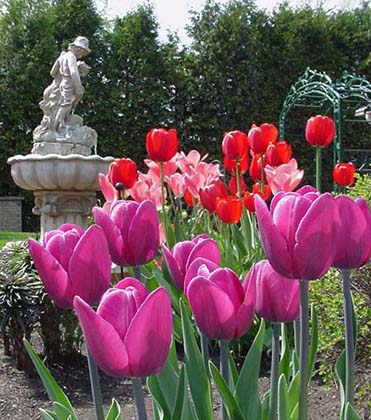 Tulipes en fte