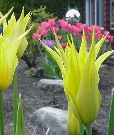 Tulipes West-Point  l'honneur