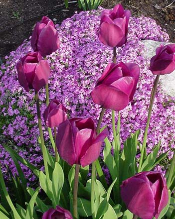 Harmonie de phlox et tulipes
