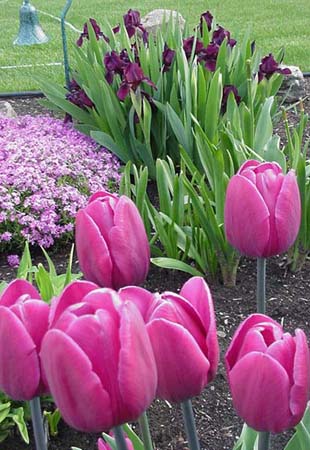 Iris, phlox et tulipes