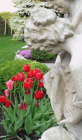 Tulipes sous des regards conquis...