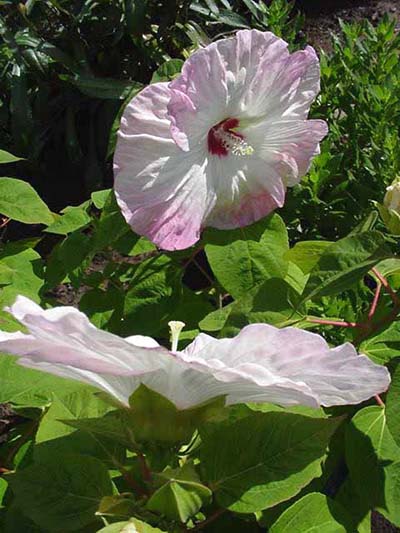 Hibiscus Southern Belle