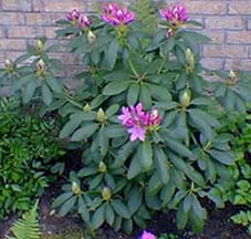rhododendron en boutons