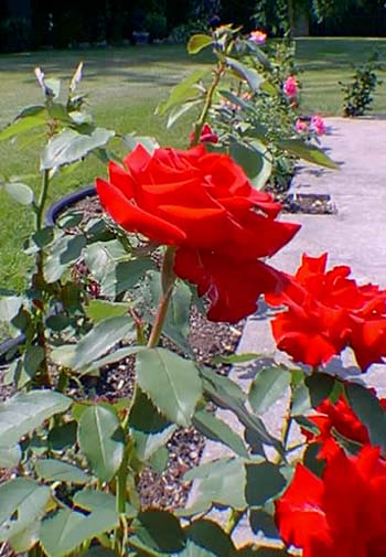 rosier hybride de th