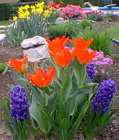 Tulipes Ali Baba et jacinthes