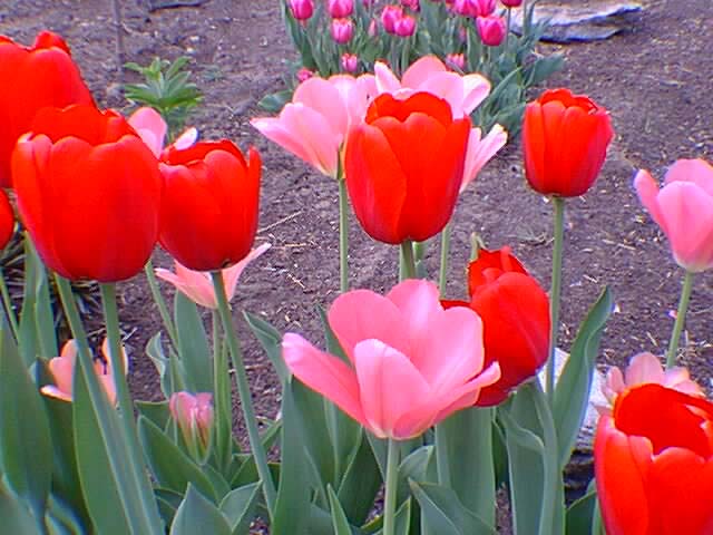 Tulipes Pink et Red Emperor