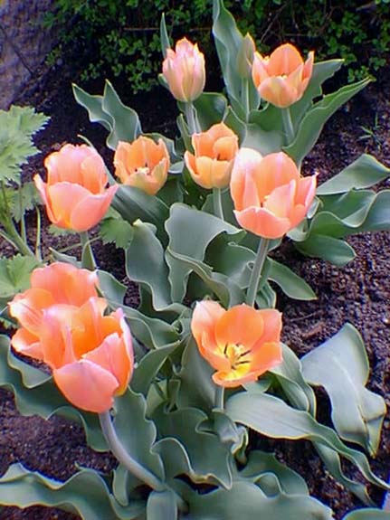 Tulipes Apricot Beauty