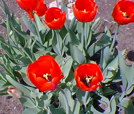 Tulipes Red Riding Hood