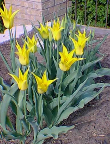 Tulipes West-Point