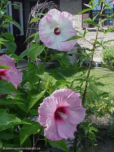 Hibiscus