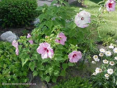 Hibiscus en groupe