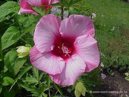 Hibiscus Lady Baltimore