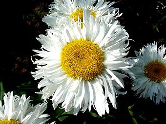 Marguerites Crazy Daisy