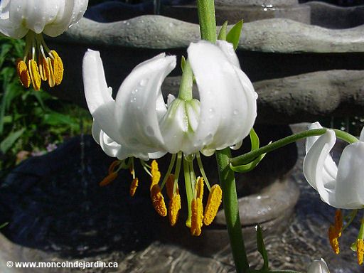  Mon Coin de Jardin