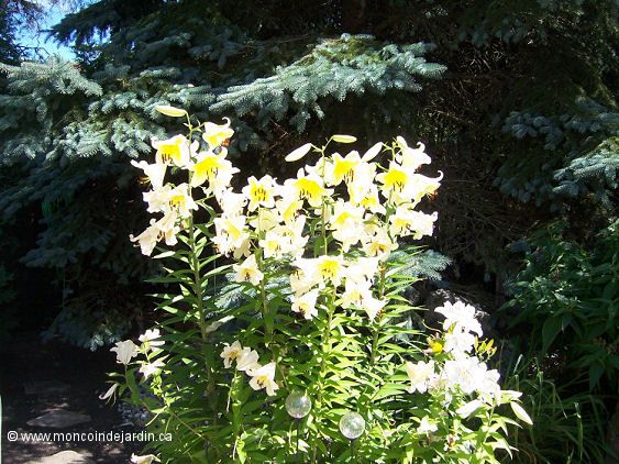  Mon Coin de Jardin