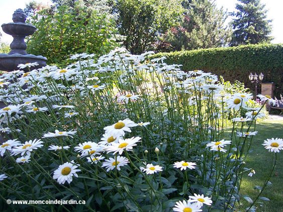  Mon Coin de Jardin