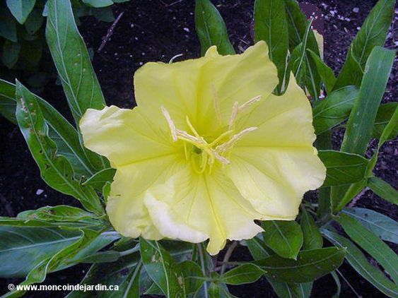  Mon Coin de Jardin