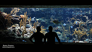 Aquariums