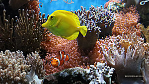 Aquariums