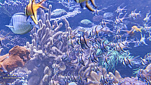 Aquariums