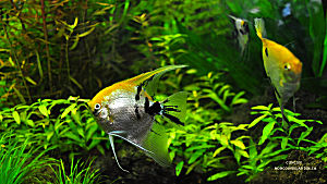 Aquariums
