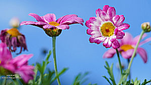 Fleurs