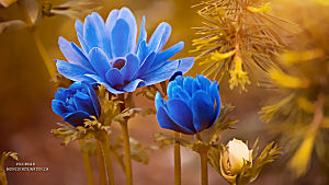 Fleurs
