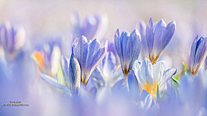Fleurs