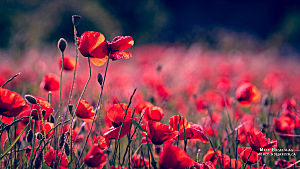 Fleurs