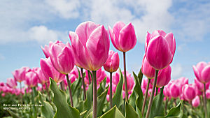 Fleurs