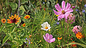 Fleurs