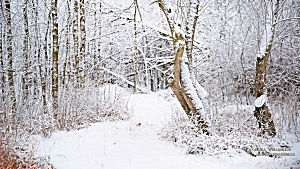 Hiver