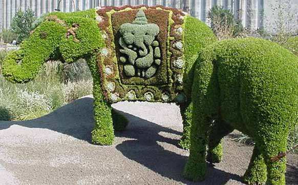 L'lphant d'Inde