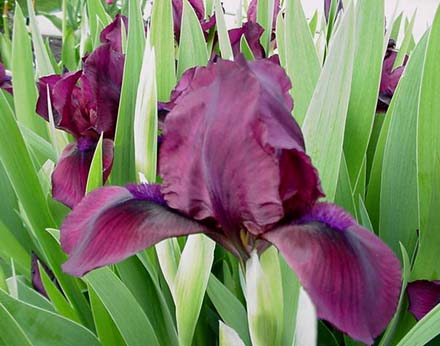 Iris Pumila