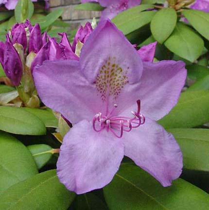 Fleur du rhododendron