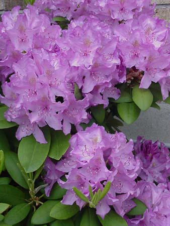 Rhododendron