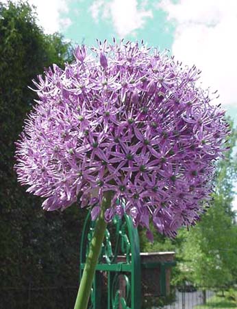 Allium gant