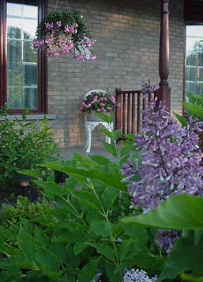 Lilas Syringa Prestoniae Royalty