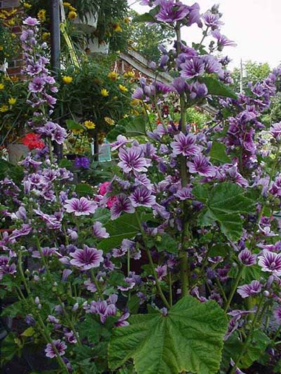 Malva sylvestris zebrina