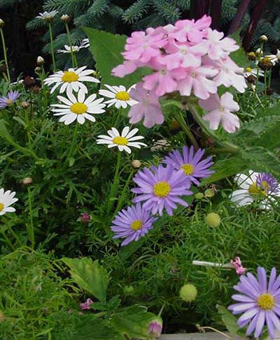 Marguerites, verveine, brachycomes