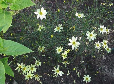 Coréopsis Moonbeam