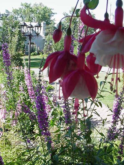 Fleurs du fuchsia en pot