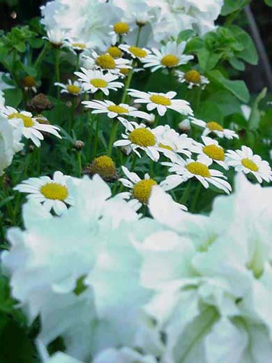 Marguerites et pétunias