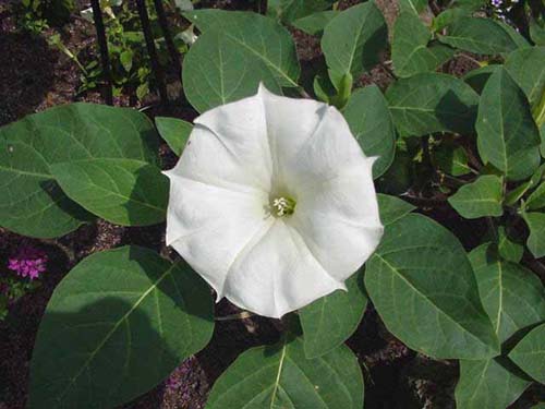 Fleur du datura