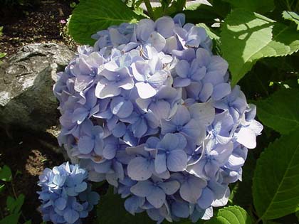 Hortensia Nikko Blue