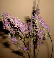 Physostegia séchée