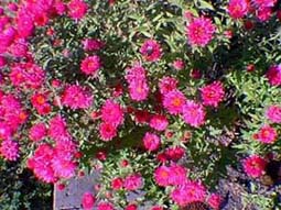 Aster, cultivar Alma