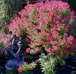 Aster tout près de la fontaine